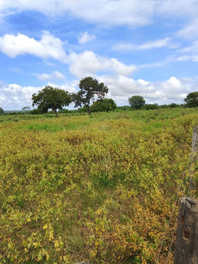 Fazenda - Venda - Montividiu do Norte - Montividiu do Norte - GO